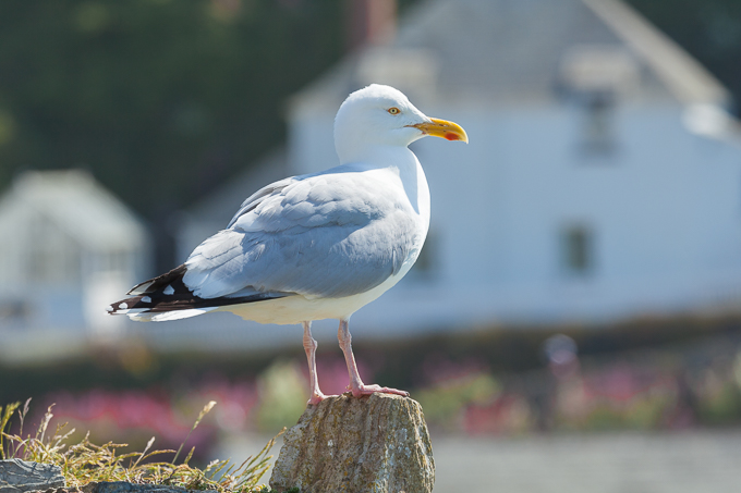 Port Isaac 2014 (14)